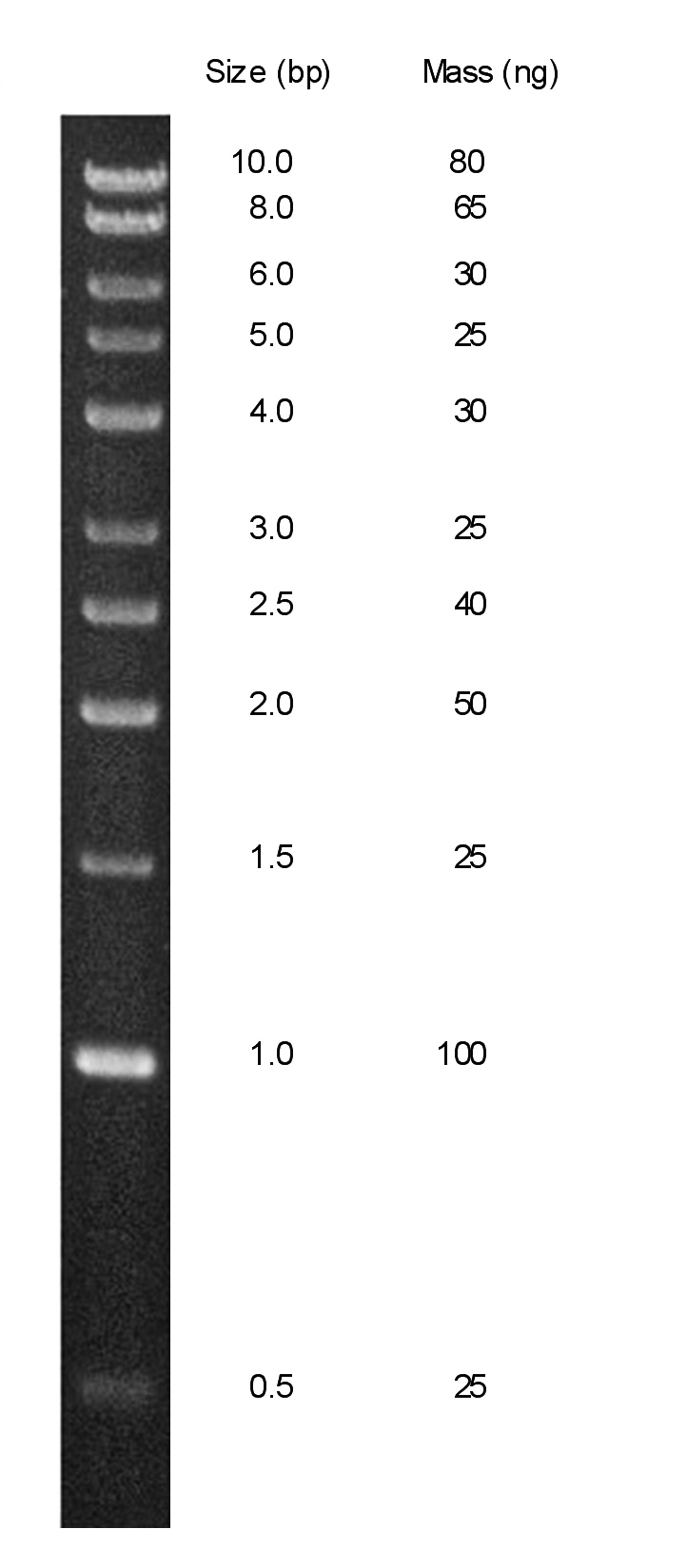 Perfect 1 Kb DNA Ladder