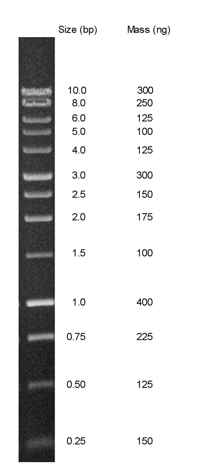 Chimerx Perfect Plus 1 Kb DNA Ladder