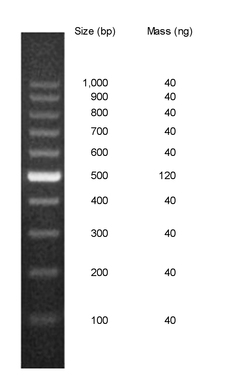 Chimerx Perfect 100 bp DNA Ladder