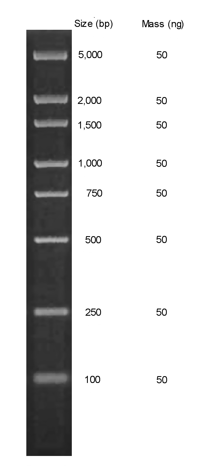 Chimerx Perfect Plus Molecular Weight DNA Ladder