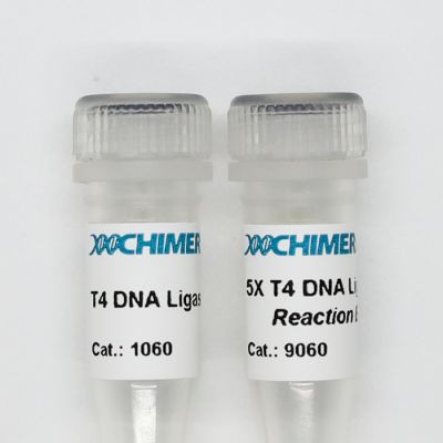 T4 DNA Ligase