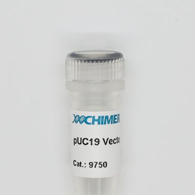pUC19 Vector. Double-stranded closed circular high copy plasmid with a size of 2686 bp.